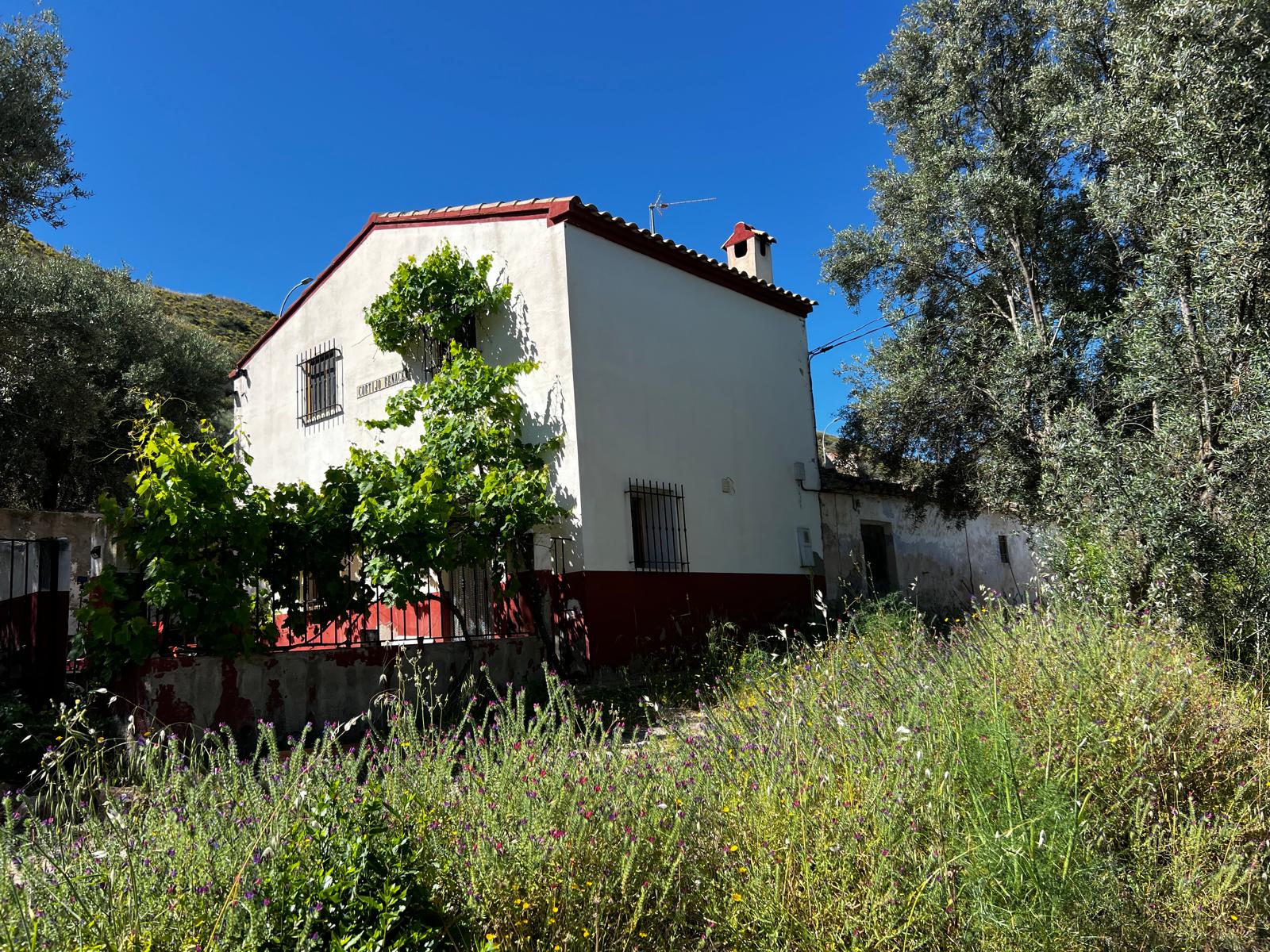 The McGlynn family farm in Andalusia