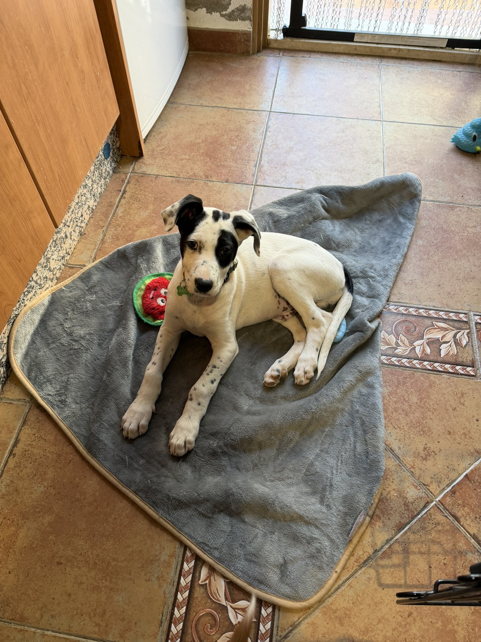 Patch, the McGlynn family dog rescued from Paws Patas in Almería